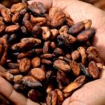 Cocoa Prices Slump Amid Weak Demand and Abundant Supplies