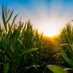 Corn Extending Gains Early on Thursday