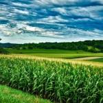 Corn Rallying Again Out of the Weekend