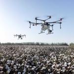 Cotton Showing Modest Wednesday Morning Weakness