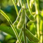 Soybeans Holding Higher to Start Wednesday