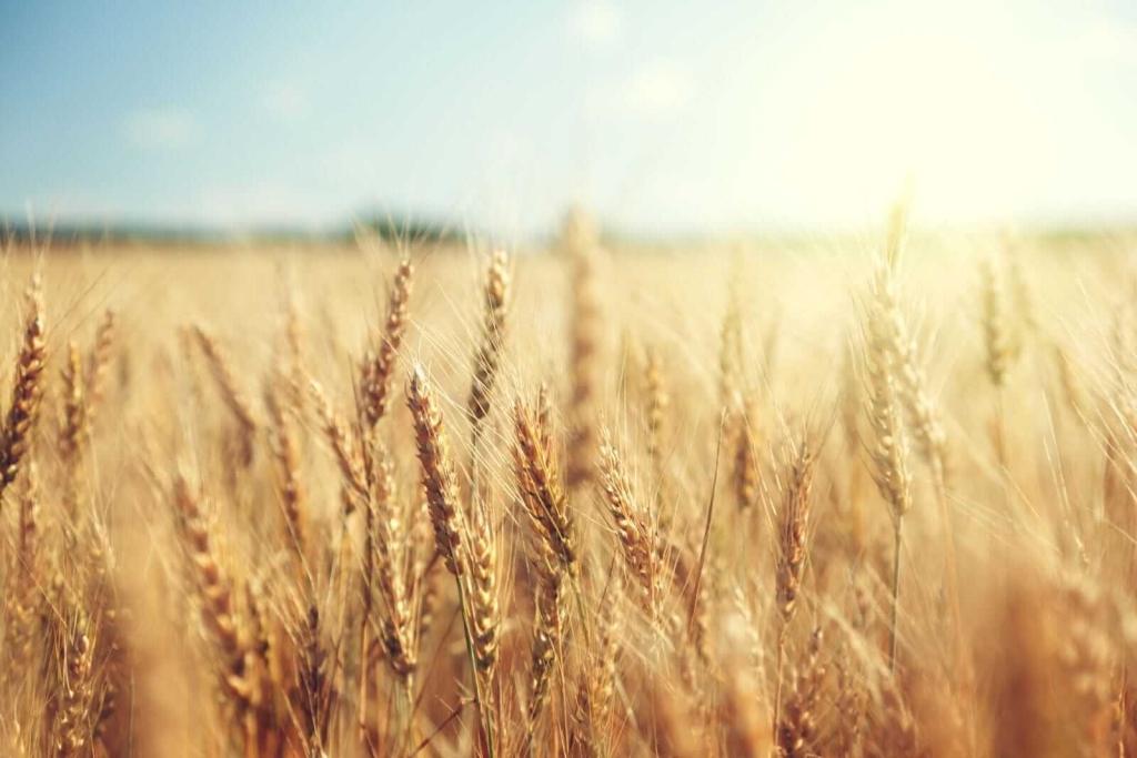 Wheat Showing Modest Thursday Morning Gains