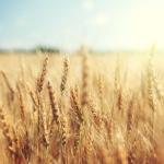 Wheat Showing Modest Thursday Morning Gains