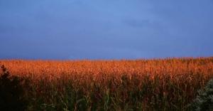 Corn Popping Higher on Wednesday with Spillover from Wheat