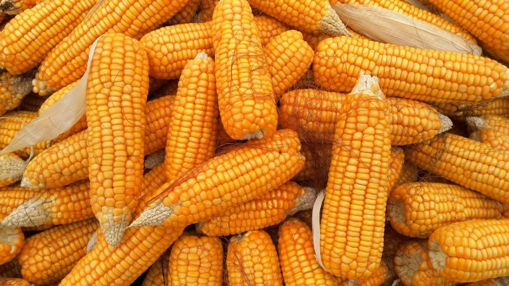 Corn Starting Friday with Modest Strength