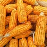 Corn Starting Friday with Modest Strength