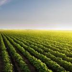 Soybeans Falling on Tuesday Morning