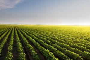 Soybeans Falling on Tuesday Morning