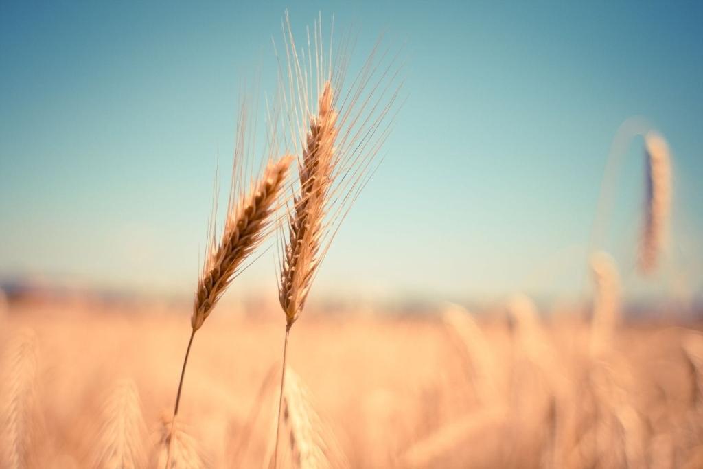 Wheat Fading Back on Tuesday Morning