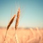Wheat Fading Back on Tuesday Morning